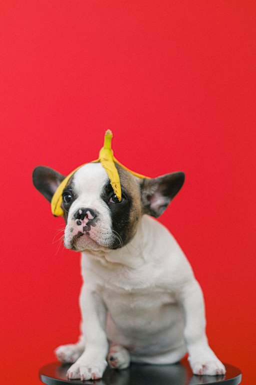 The Ultimate Collection of French Bulldog Funny Videos